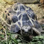 Spider Tortoise
