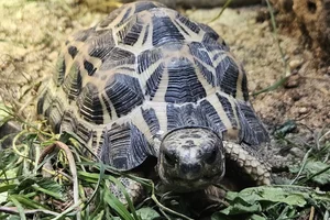 Spider Tortoise