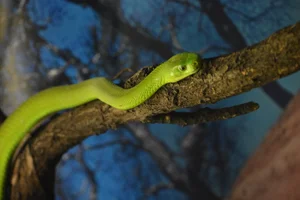 Smalkopmamba