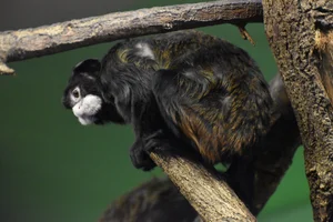 Snortamarin