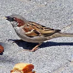 House Sparrow