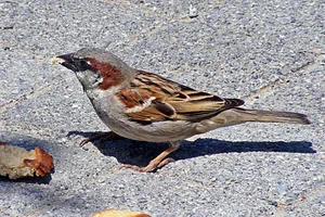 Huismus
