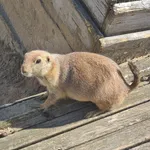Black-tailed Prairie Dog