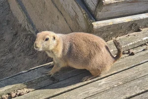 Zwartstaartprairiehond