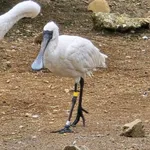 Black-faced Spoonbill