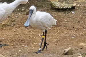 Kleine Lepelaar