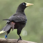 Crested Oropendola