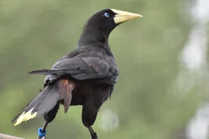 Kuiforopendola