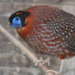 Temminck's Tragopan