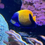 Bluegirdled Angelfish