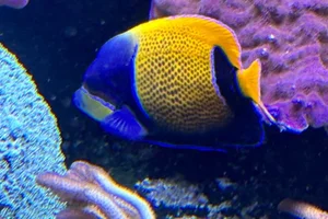 Bluegirdled Angelfish