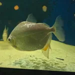 Metynnis hypsauchen