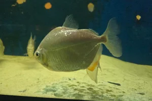 Metynnis hypsauchen