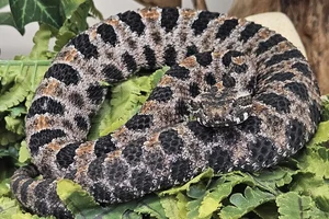 Dusky Pigmy Rattlesnake