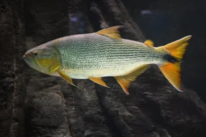 Dorado