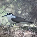 Bridled Tern