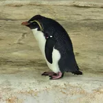 Northern Rockhopper Penguin