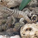Northern Curly-tailed Lizard