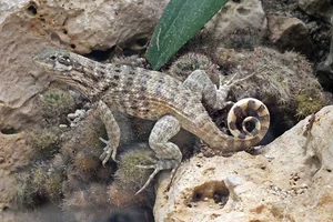 Northern Curly-tailed Lizard