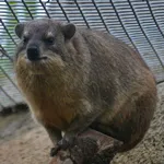 Rock Hyrax