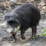 White-lipped Peccary