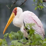 Yellow-billed Stork