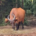 African Buffalo