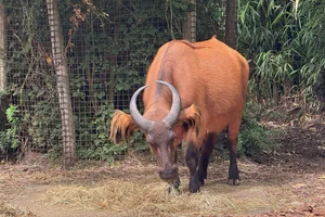 Bosbuffel