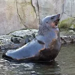 Afro-Australian Fur Seal
