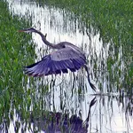 Great Blue Heron