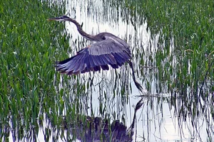 Amerikaanse blauwe reiger