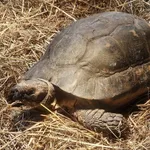 Marginated Tortoise