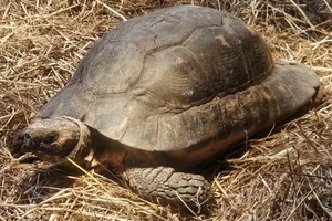 Helmschildpad