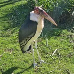 Marabou Stork