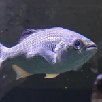 Jungle Perch