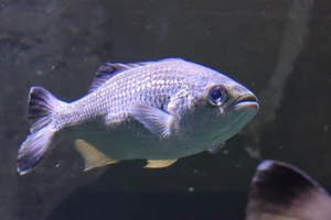 Jungle Perch