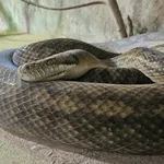 Amethystine Python