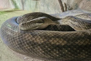 Amethystine Python