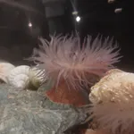 Strawberry Anemone