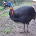Northern Cassowary