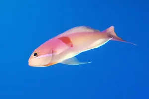 Red-belted Anthias