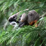 Emperor tamarin