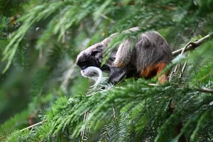 Baardkeizertamarin