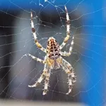 Garden Spider