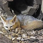 Cape Fox