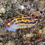 Festive Sea Slug
