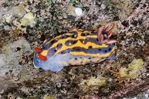 Festive Sea Slug