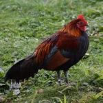 Feral Chicken