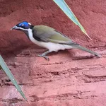 Blue-faced Honeyeater