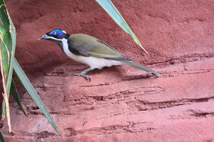 Blauwwanghoningeter